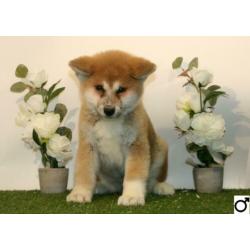 Akita Inu pups