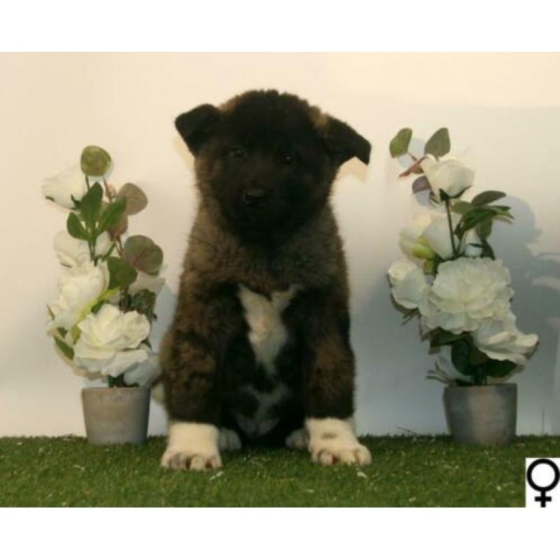 Akita Inu pups