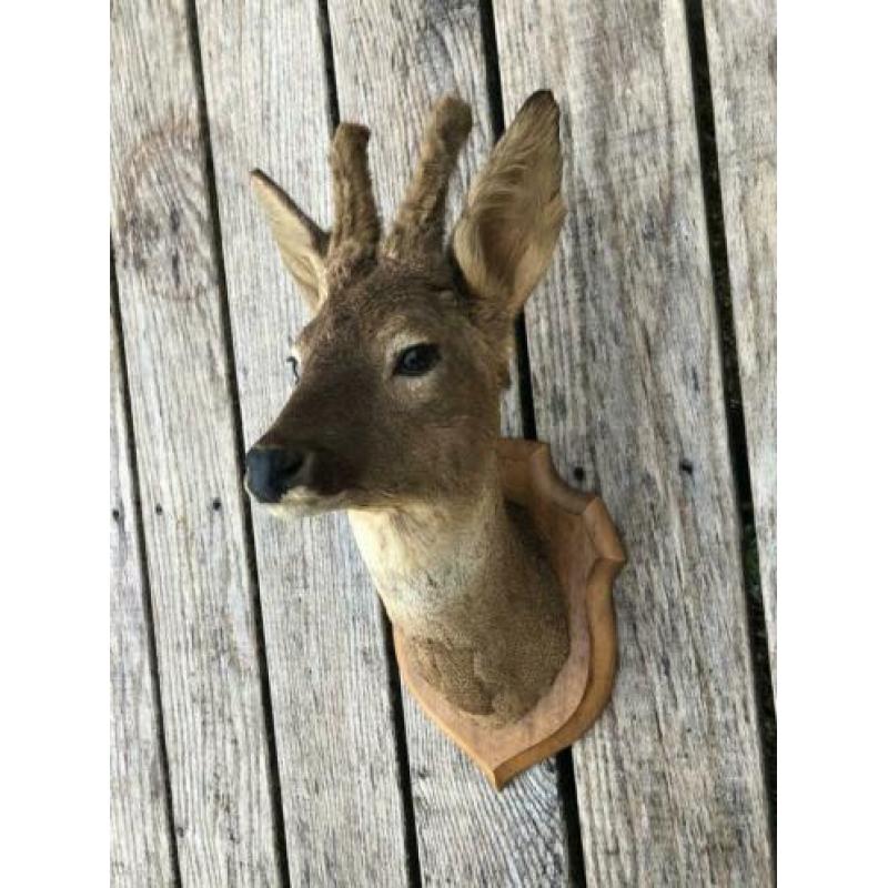 Opgezette/taxidermie ree/hert kop me gewei