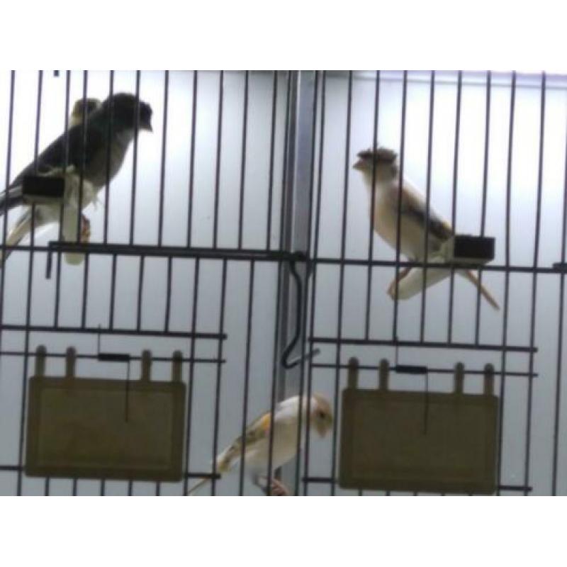 Harlekijn Kanaries poppen