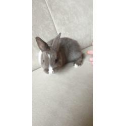 Baby konijn