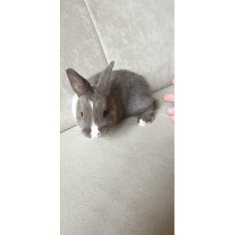 Baby konijn