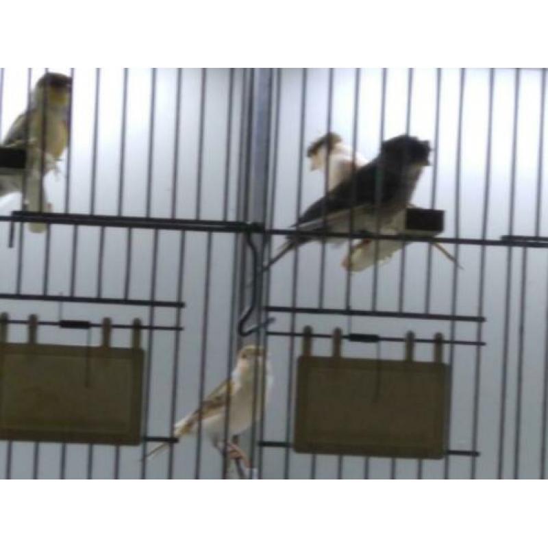 Harlekijn Kanaries poppen