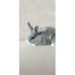 Baby konijn