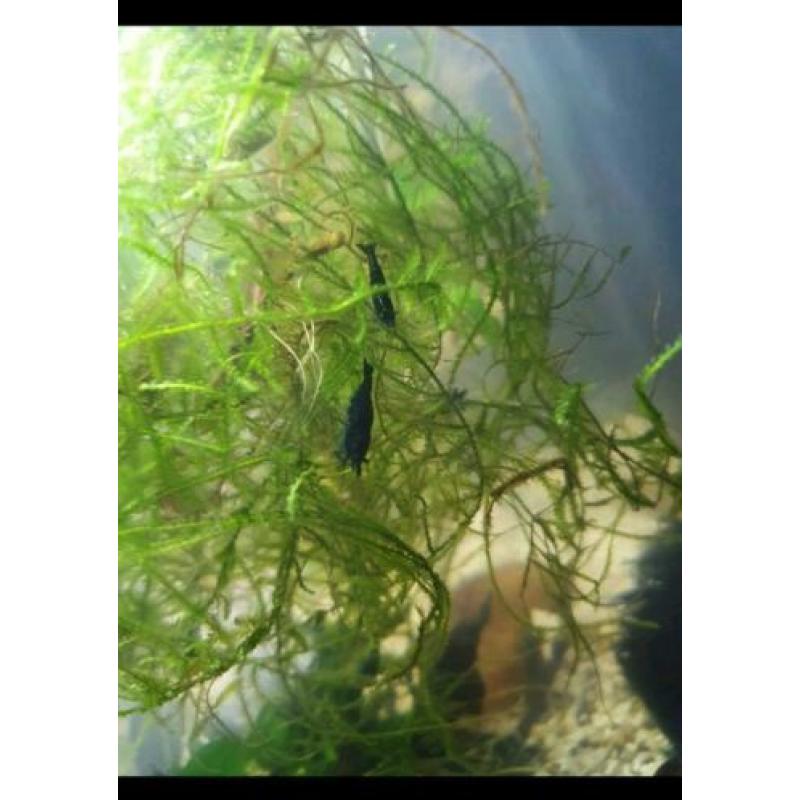 Mooie blauwe blue dream / blue velvet garnalen