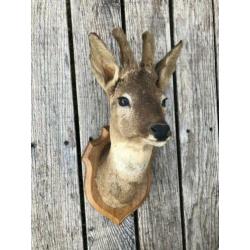 Opgezette/taxidermie ree/hert kop me gewei