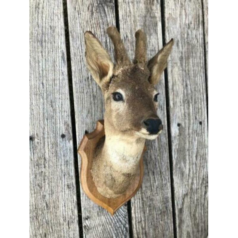 Opgezette/taxidermie ree/hert kop me gewei
