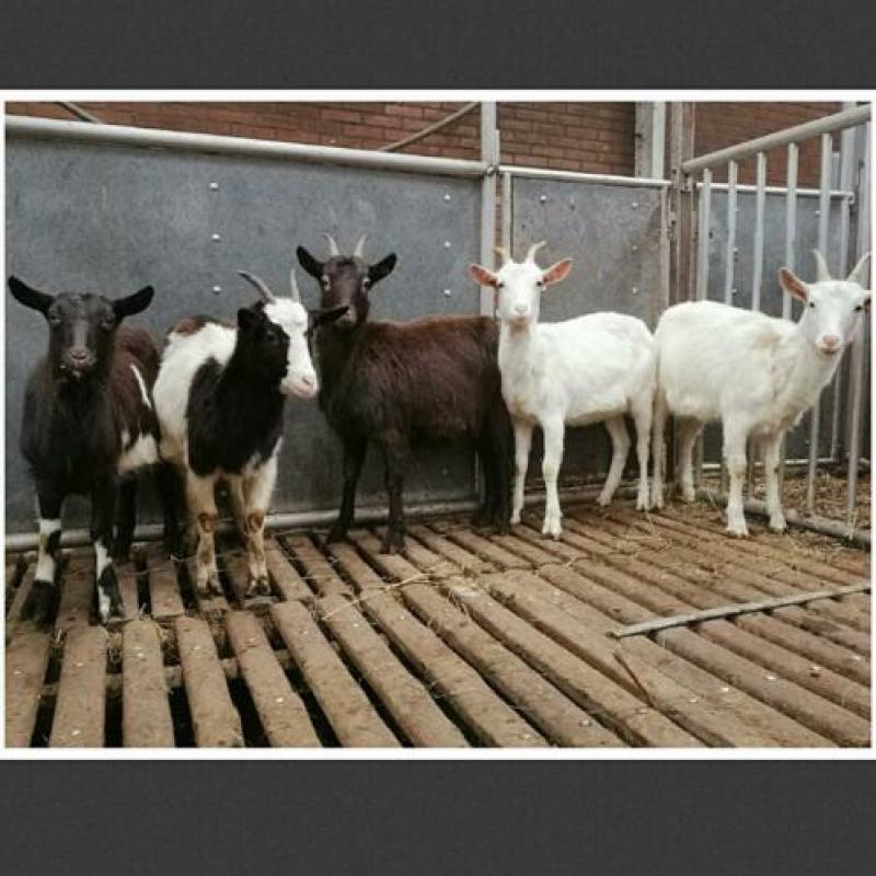5 mooie geiten te koop
