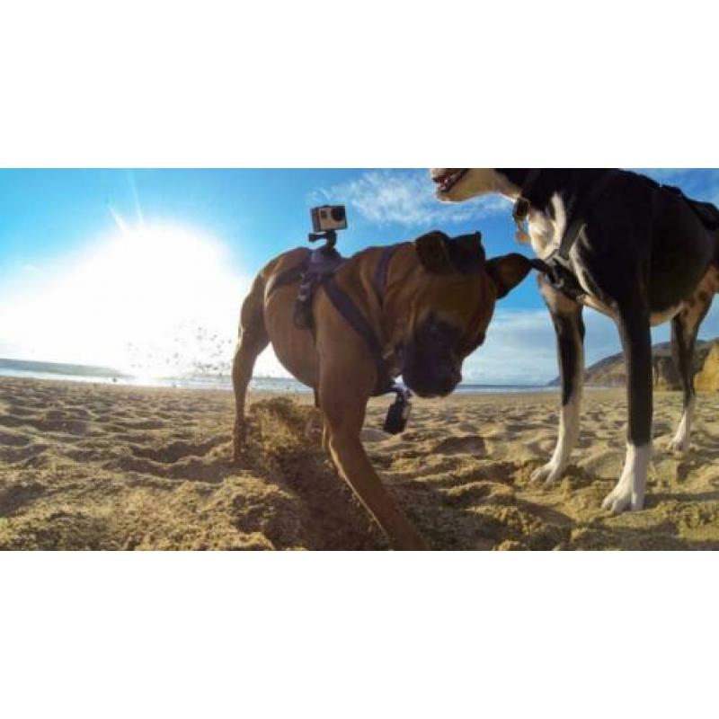 GoPro Dog Harness Fetch UITVERKOOP!!