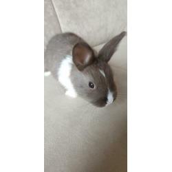 Baby konijn