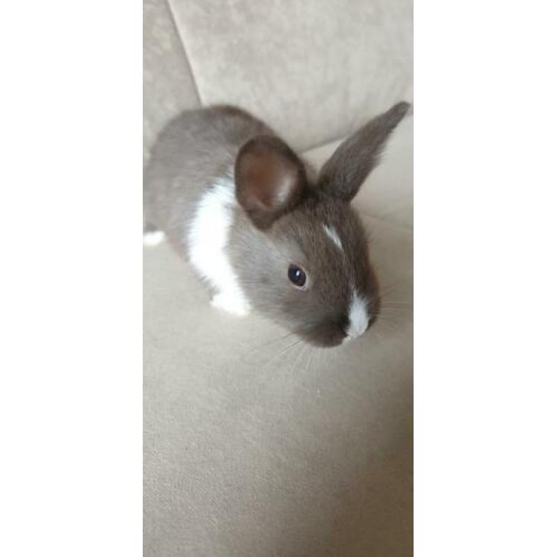 Baby konijn