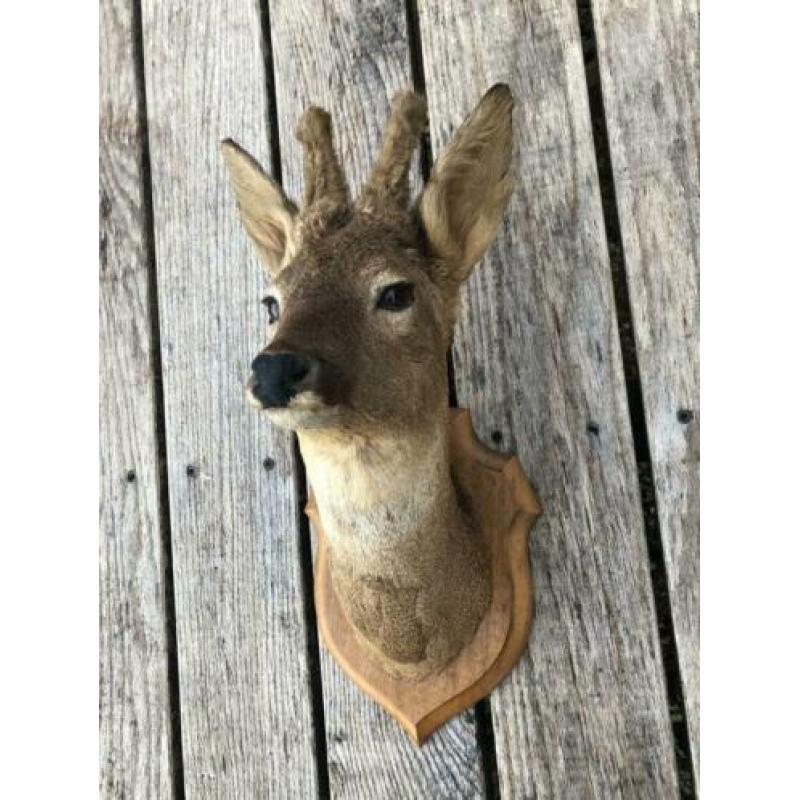 Opgezette/taxidermie ree/hert kop me gewei