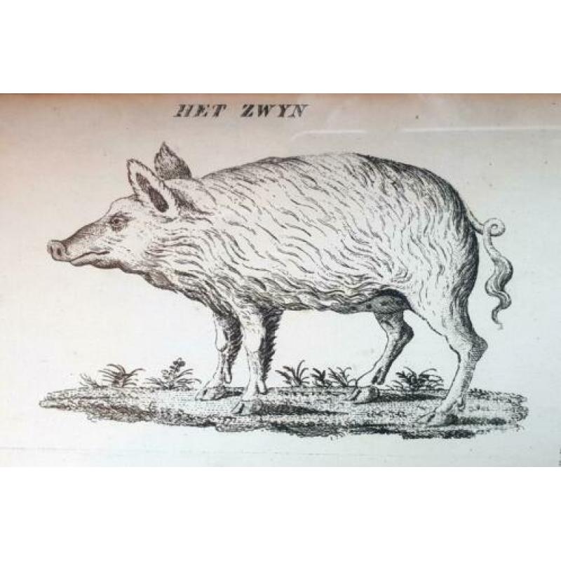 Oude ingelijste prent met opmerkelijke verzameling dieren