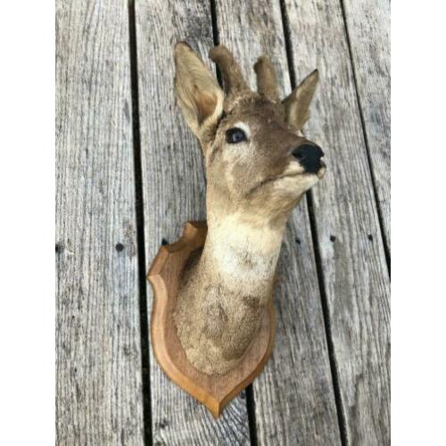 Opgezette/taxidermie ree/hert kop me gewei