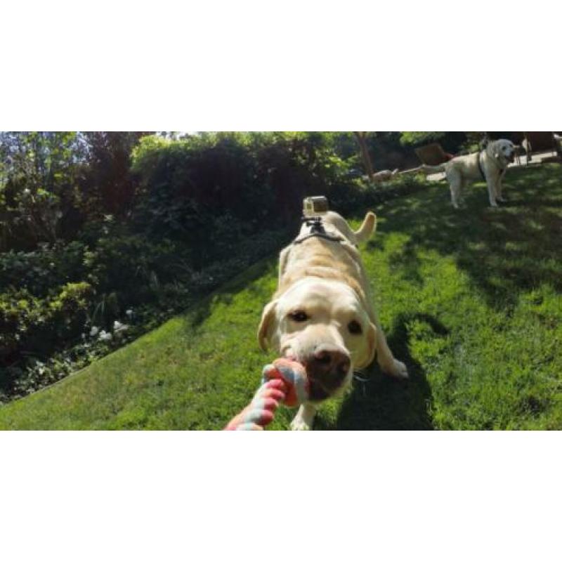 GoPro Dog Harness Fetch UITVERKOOP!!