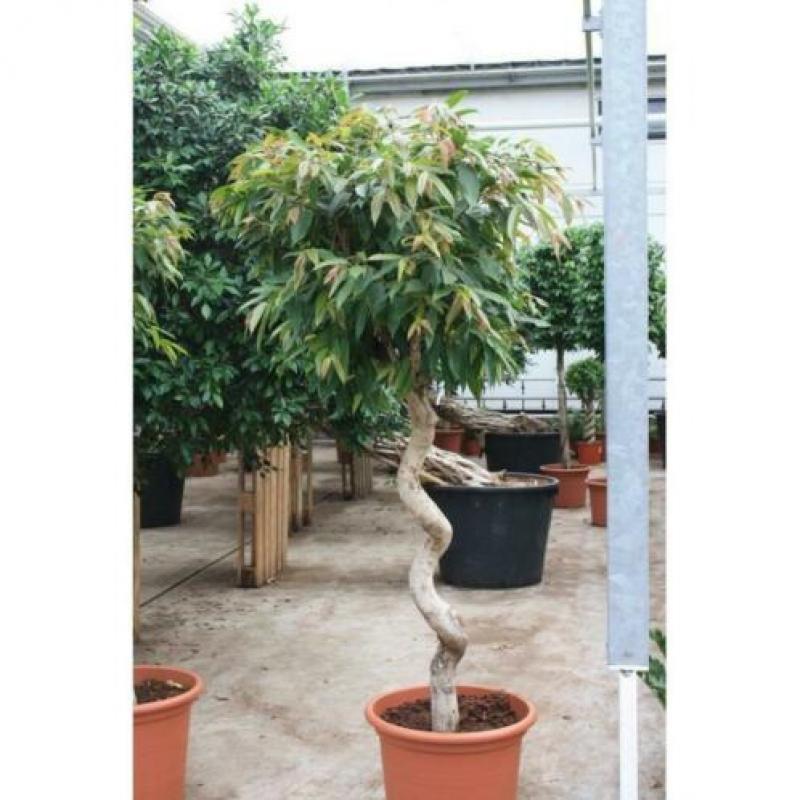 Ficus 'amstel King' 340-350cm - Stam art33684