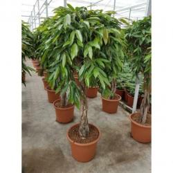 Ficus 'amstel King' 340-350cm - Stam art33684