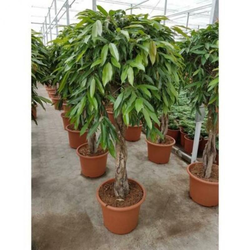 Ficus 'amstel King' 340-350cm - Stam art33684