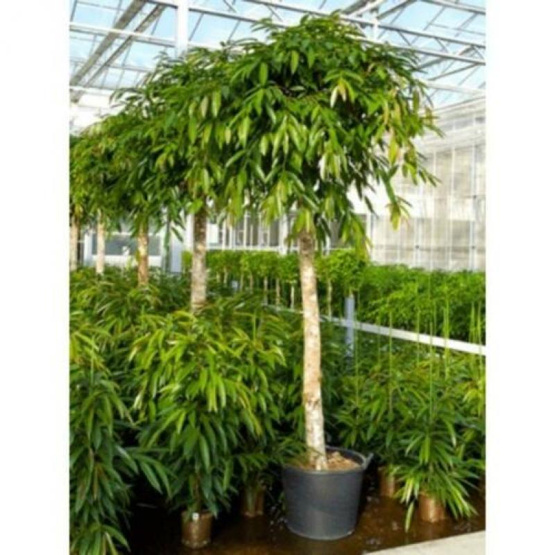 Ficus 'amstel King' 340-350cm - Stam art33684