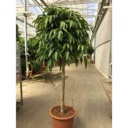 Ficus 'amstel King' 340-350cm - Stam art33684