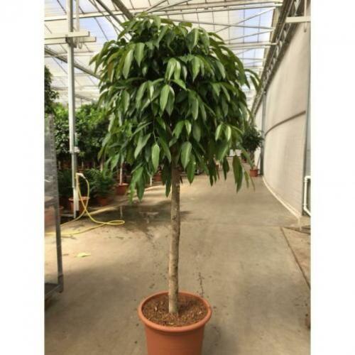 Ficus 'amstel King' 340-350cm - Stam art33684