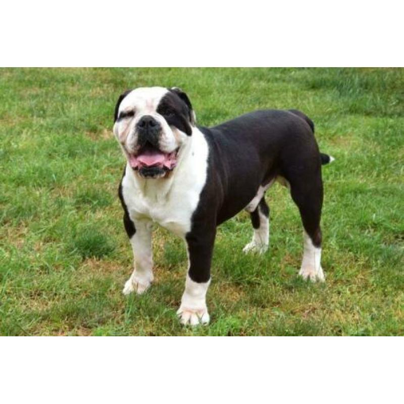 Mooie vriendelijke Old Englisch Buldog 6 jaar