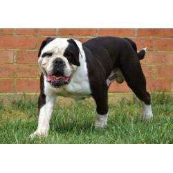 Mooie vriendelijke Old Englisch Buldog 6 jaar