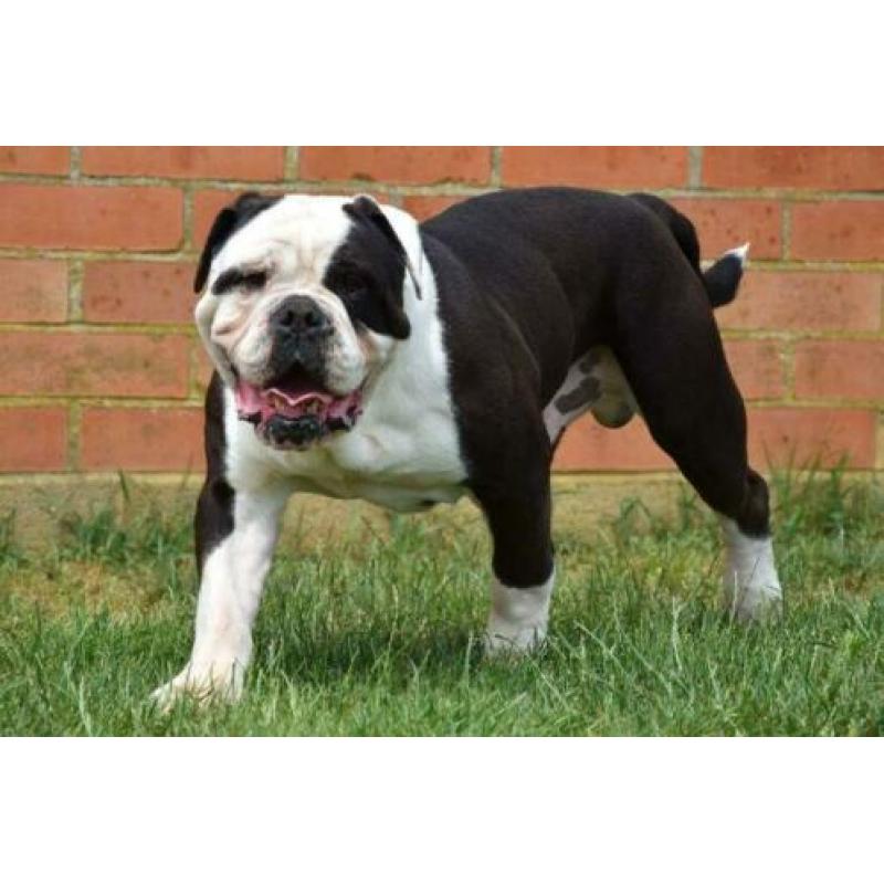 Mooie vriendelijke Old Englisch Buldog 6 jaar