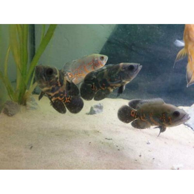 Te ruil aangeboden bestand pauwoog cichliden. (astronotus oc