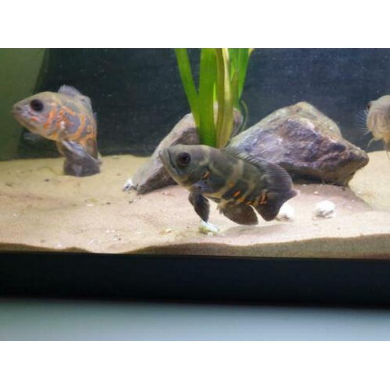 Te ruil aangeboden bestand pauwoog cichliden. (astronotus oc