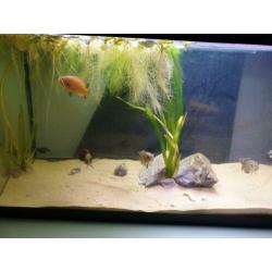 Te ruil aangeboden bestand pauwoog cichliden. (astronotus oc
