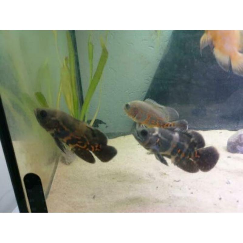 Te ruil aangeboden bestand pauwoog cichliden. (astronotus oc