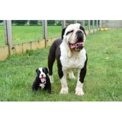 Mooie vriendelijke Old Englisch Buldog 6 jaar