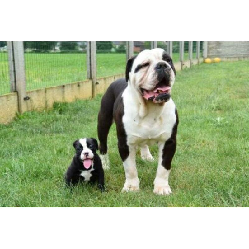 Mooie vriendelijke Old Englisch Buldog 6 jaar