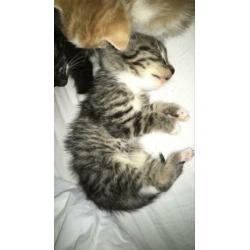 Kittens