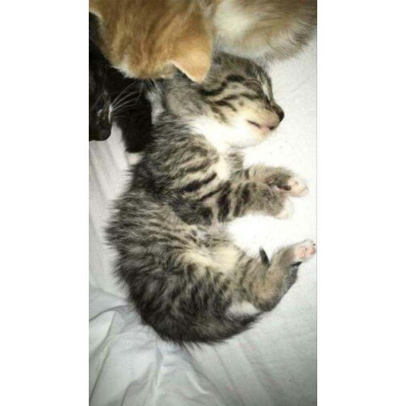 Kittens