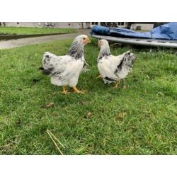 Wyandotte columbia kriel kuikens