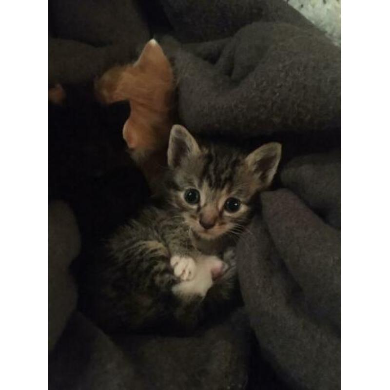 Kittens