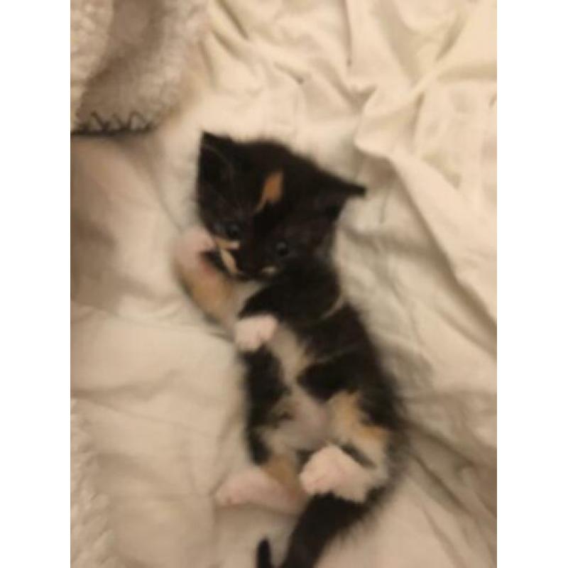 Kittens