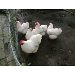 witte orpington groot eieren te koop