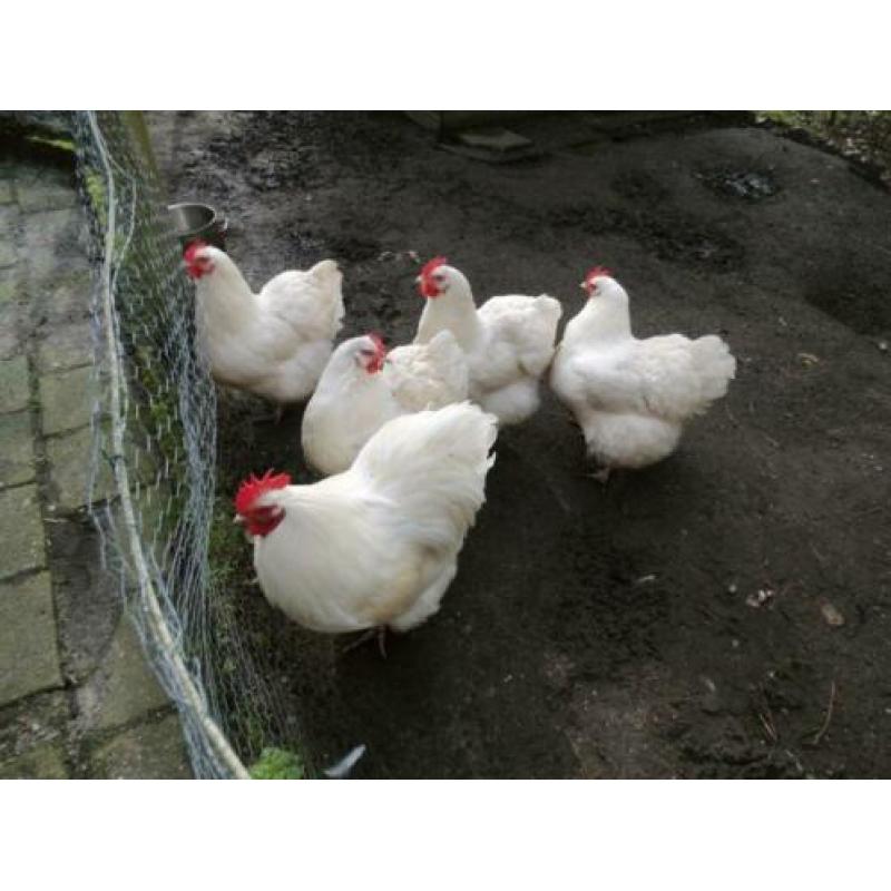 witte orpington groot eieren te koop