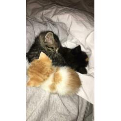 Kittens