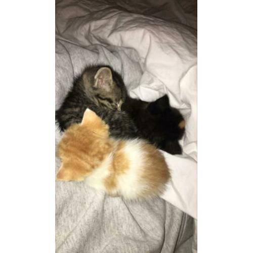 Kittens