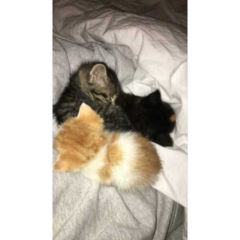Kittens