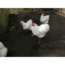 witte orpington groot eieren te koop