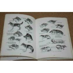 Handboek Schotse Herdershonden Ver. De Collieclub 1965-1995!