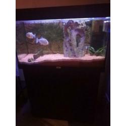 Aquarium jewel Rio 125 met piranha's