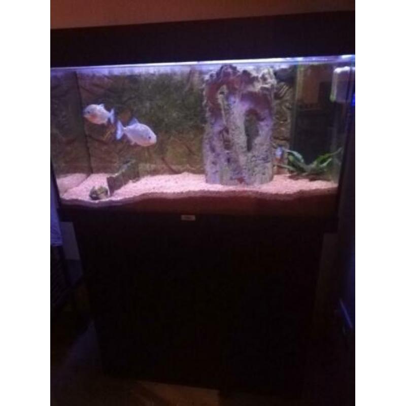 Aquarium jewel Rio 125 met piranha's