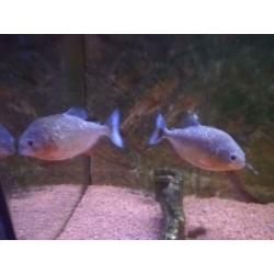 Aquarium jewel Rio 125 met piranha's