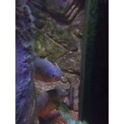 Aquarium jewel Rio 125 met piranha's